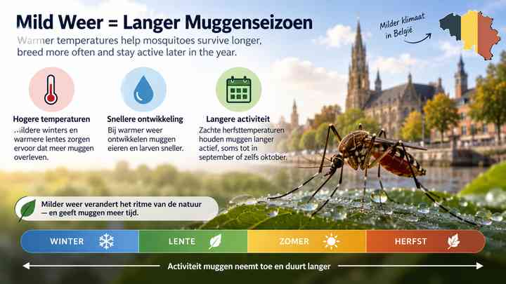 Why mild weather can lengthen Belgium’s mosquito season